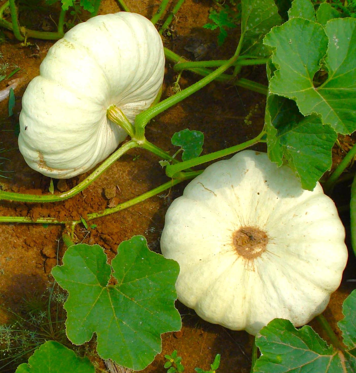 TomorrowSeeds - Flat White Boer Pumpkin Seeds - 30+ Count - for 2025 Planting Stackable Cinderella Boar Fall Display Ghost Casper Squash USA Garden Vegetable Grow Your Own Home Farm Patio Healthy
