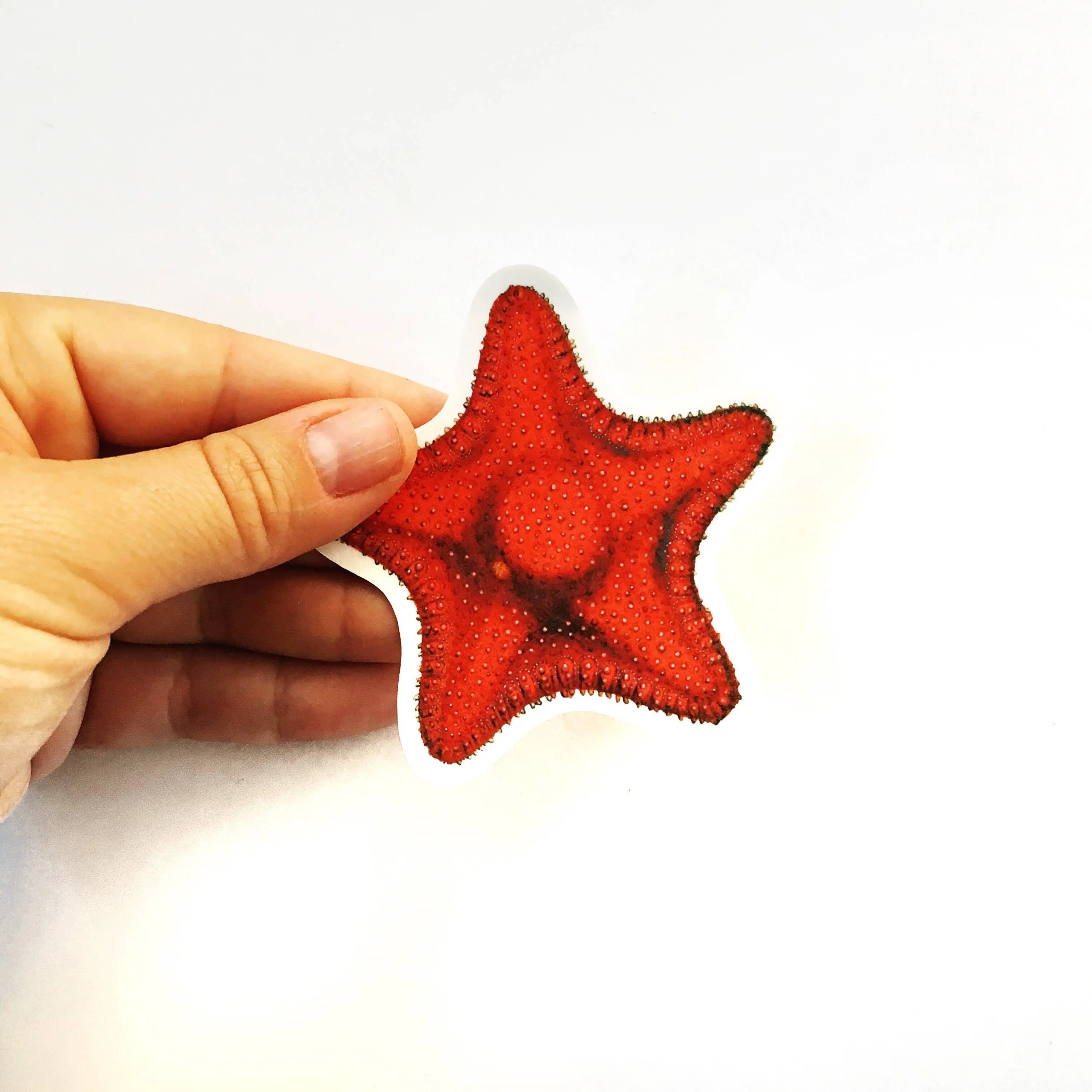 Starfish Sticker