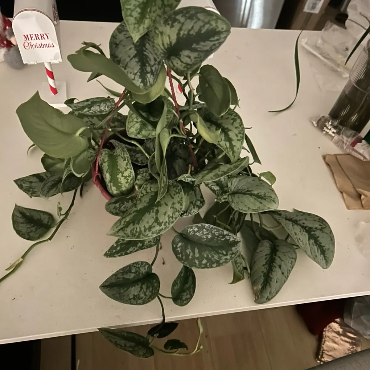 Scindapsus Exotica