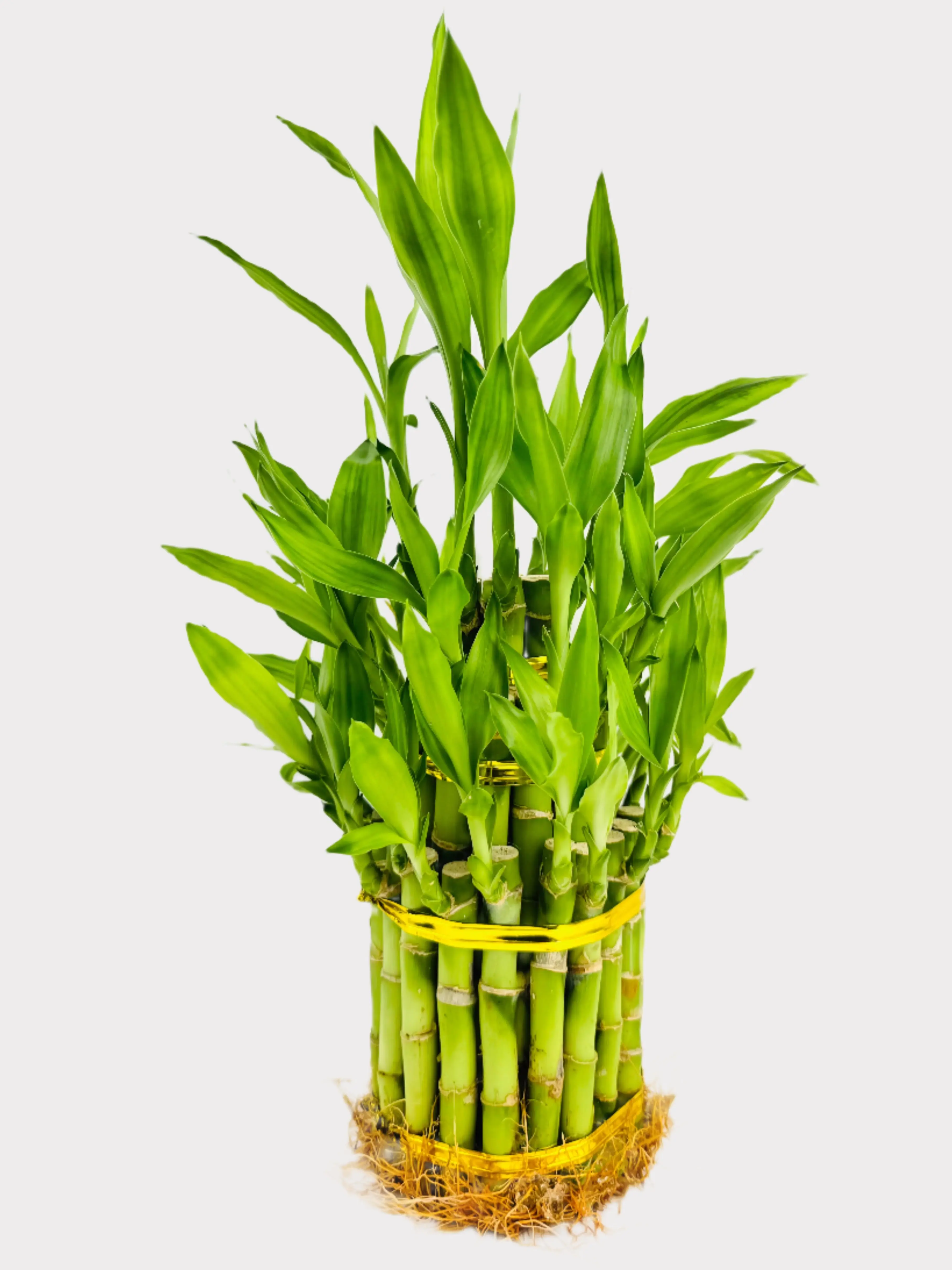 Lucky Bamboo - Dracaena Sanderiana
