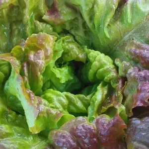 Carmona Red Lettuce Seeds (Lactuca sativa) Striking red leaf lettuce with tender texture and mild taste. Great for color and crunch in salads.