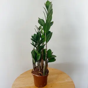 ZZ Plant in 4in pot.