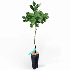 Valencia Orange Tree | US Citrus Nursery | Sweet Juicy World's Finest Juice Orange, Natural Live Grafted Citrus Plant, Indoor Outdoor Fruit Tree | No Ship CA AZ LA FL