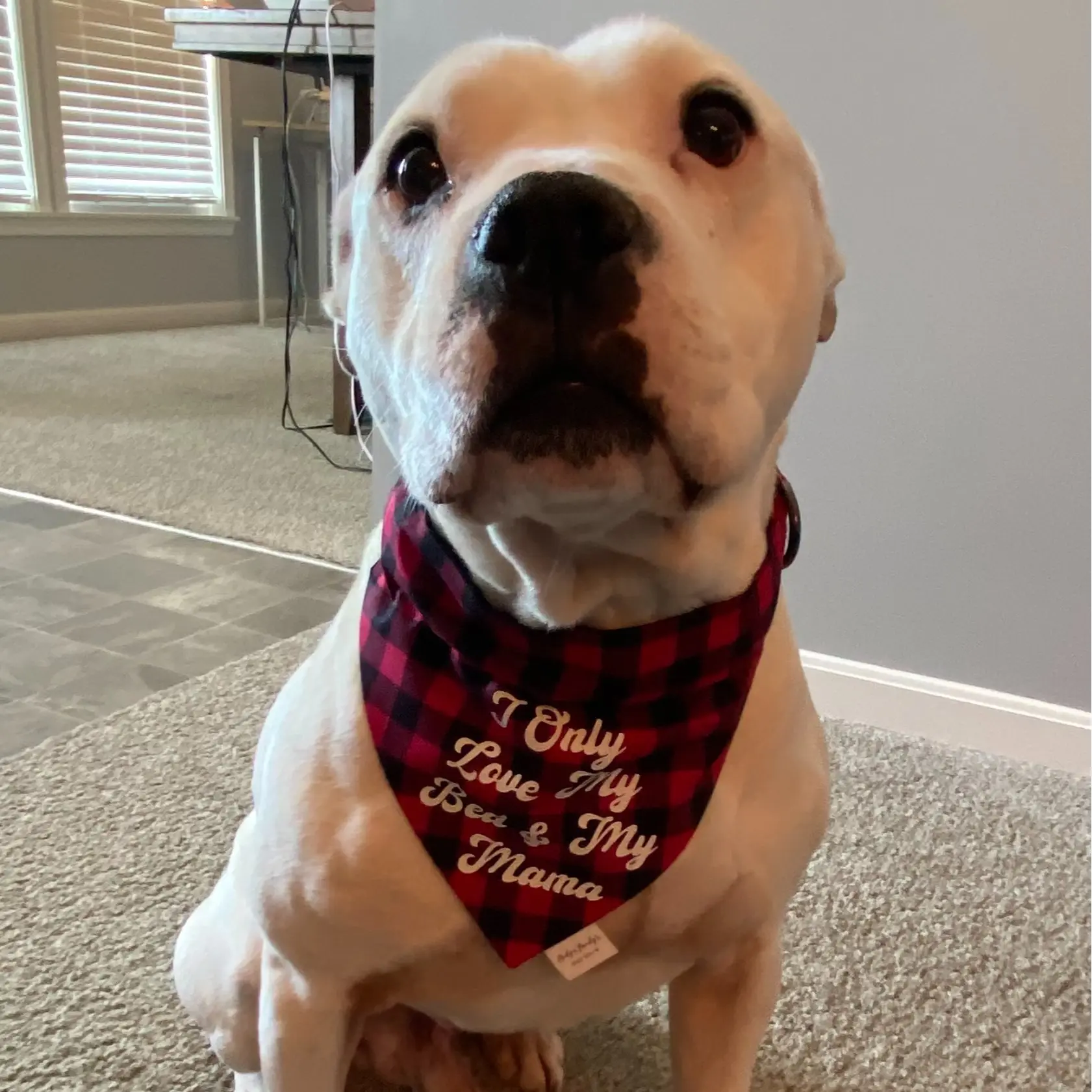 I love My Mama & My Bed Over the Collar Dog Bandana