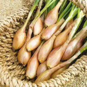 Shallot onion Seeds  -Zebrune , ANNUAL VEGETABLE, organic