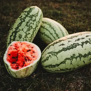 Jubilee Watermelon Organic Seeds (Citrullus lanatus) – Classic oblong watermelon with sweet, juicy red flesh. Disease-resistant and productive.