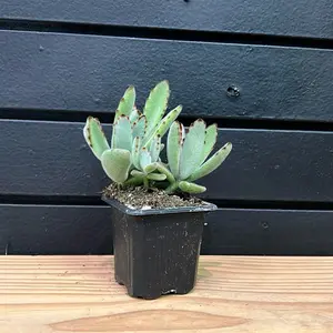 chocolate soldier succulent 2 Inch pot