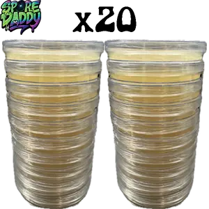 Agar plates ready to use for mycology | 20 pack