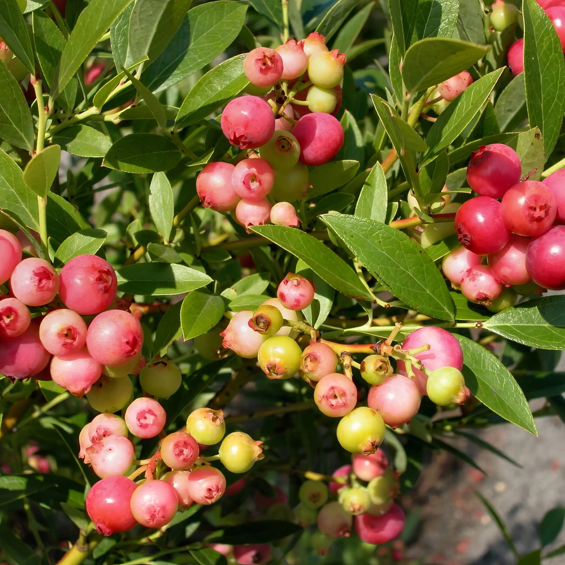 'Pink Lemonade' Blueberry Bush - 4" Pot