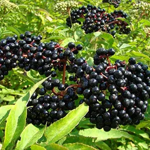 50 American Elderberry Seeds (Sambucus), Non-GMO Heirloom Fruit Seeds, Grown and Shipped from USA for Home Garden & Outdoor Planting