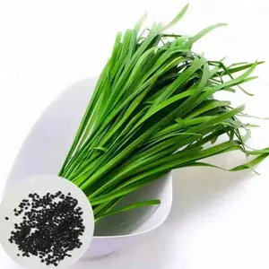 2 Pack x 2000 Garlic Chive Seeds for Allium Tuberosum Hẹ La Allium Chives with Strong Garlic Flavor Heirloom