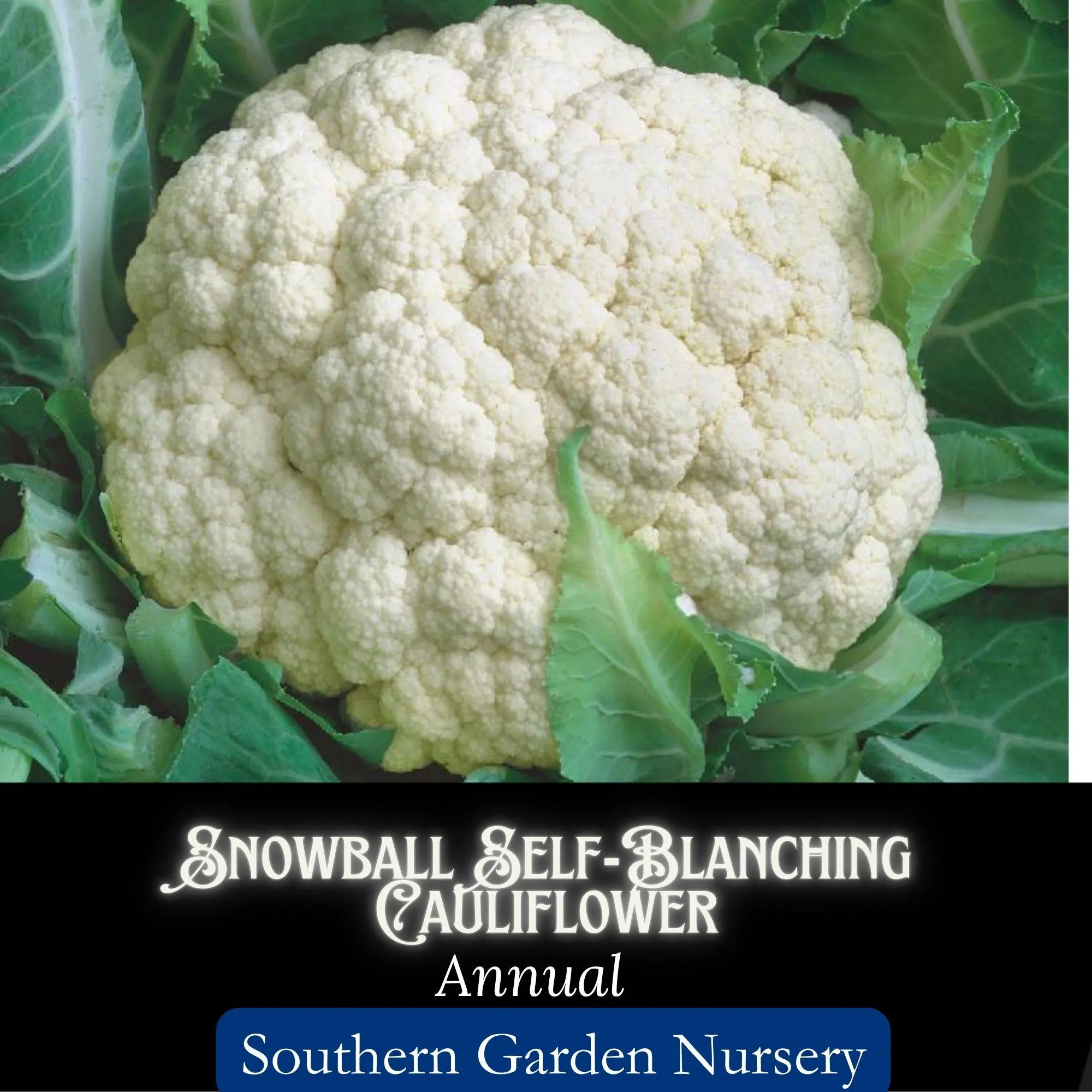 Snowball Self Blanching Cauliflower Seeds, Cool-Season Heirloom Vegetable Seeds Healthy Ingredients Fiber