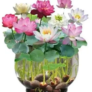 Lotus Water Lily Seeds Purple Smoke Bush White Pine Morning Glory Heirloom Iris Flowers for Indoor Outdoor and Aquatic Planting, Mint roots