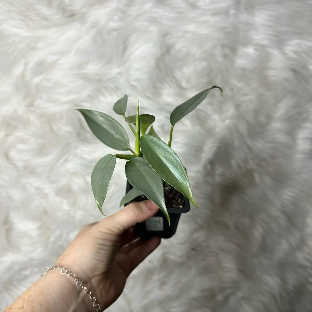 3” silver sword philodendron