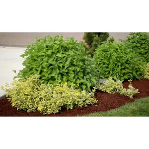 Roberta's Red Dogwood Proven Winners Arctic Fir e 1pc