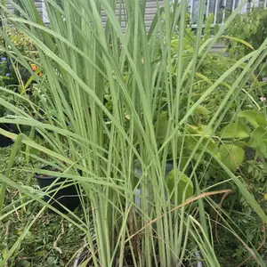 Citronelle Live Herb Plant, Outdoor Garden Supply for Home Improvement Projects