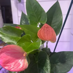 Anthurium pink flamingo