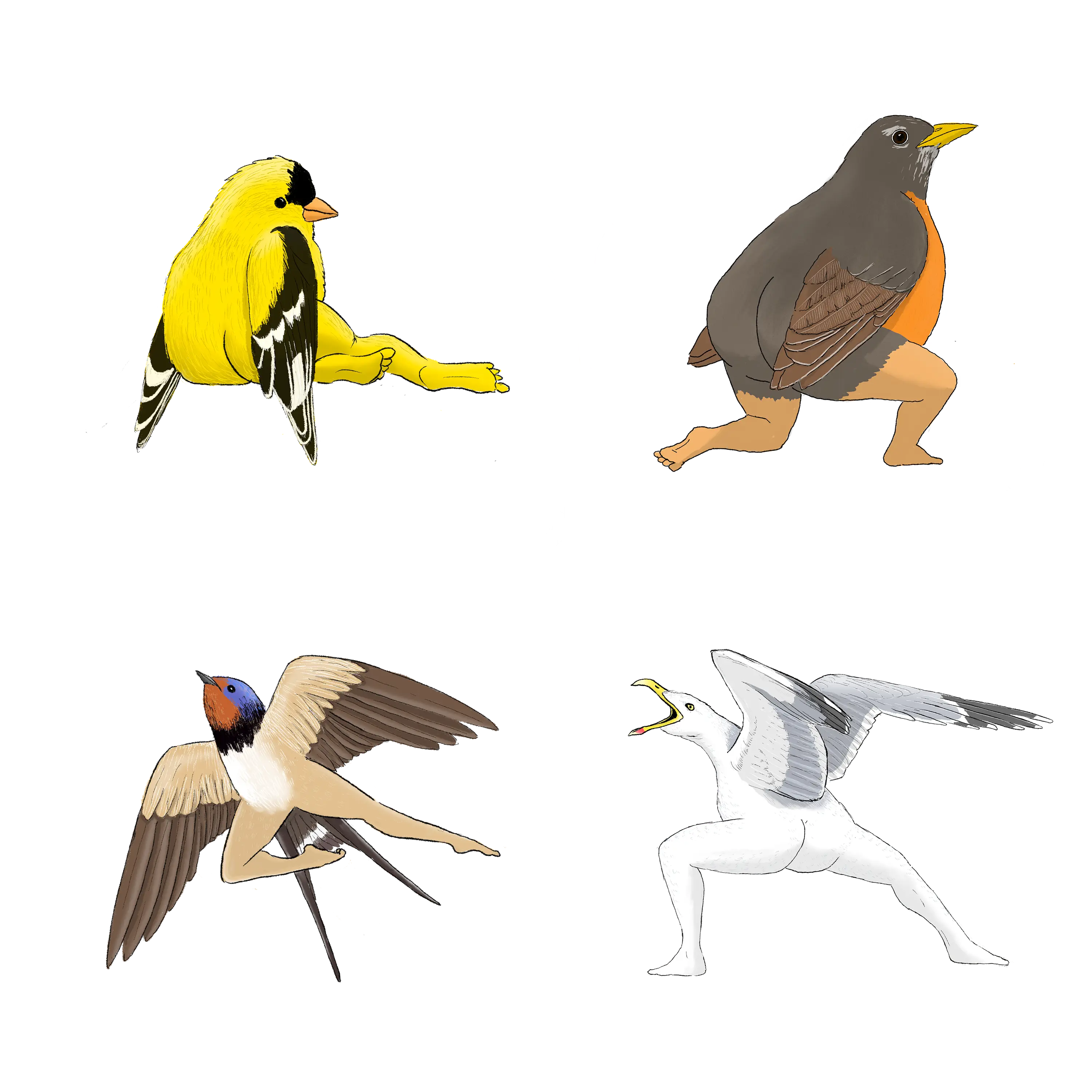 Precise Bird Stickers for Expert Birders (4-Pack) - 2024 Second Edition funny sticker office decor