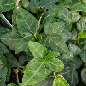 Hedera Ivy Shamrock Plant Plug (Hedera helix ‘Shamrock’) – Compact, lush green ivy with dense foliage, perfect for hanging baskets and indoor greenery.