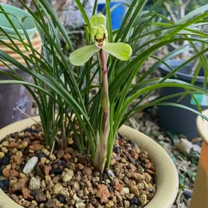 1000pcs Spring Orchid Seeds – Elegant & Fragrant Cymbidium Goeringii | Easy to Grow, Hardy & Long-Lasting | Perfect for Indoor Pots & Outdoor Gardens – Add a Touch of Luxury and Serenity!