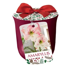 Apple Blossom Bourdeux Ceramic Amaryllis Kit - Bulb/Planting Medium/Soil