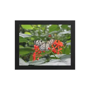 Rice Paper Butterfly Framed poster