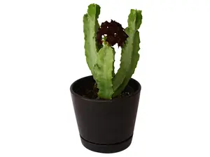 Caralluma Speciosa 4" Potted Live Plant - Caralluma speciosa - Rare Starfish Cactus - Tooth-Edged Stems - Exotic Desert Succulent - Unique Geometric Form - Low Maintenance - Collector's Item - Striking Houseplant