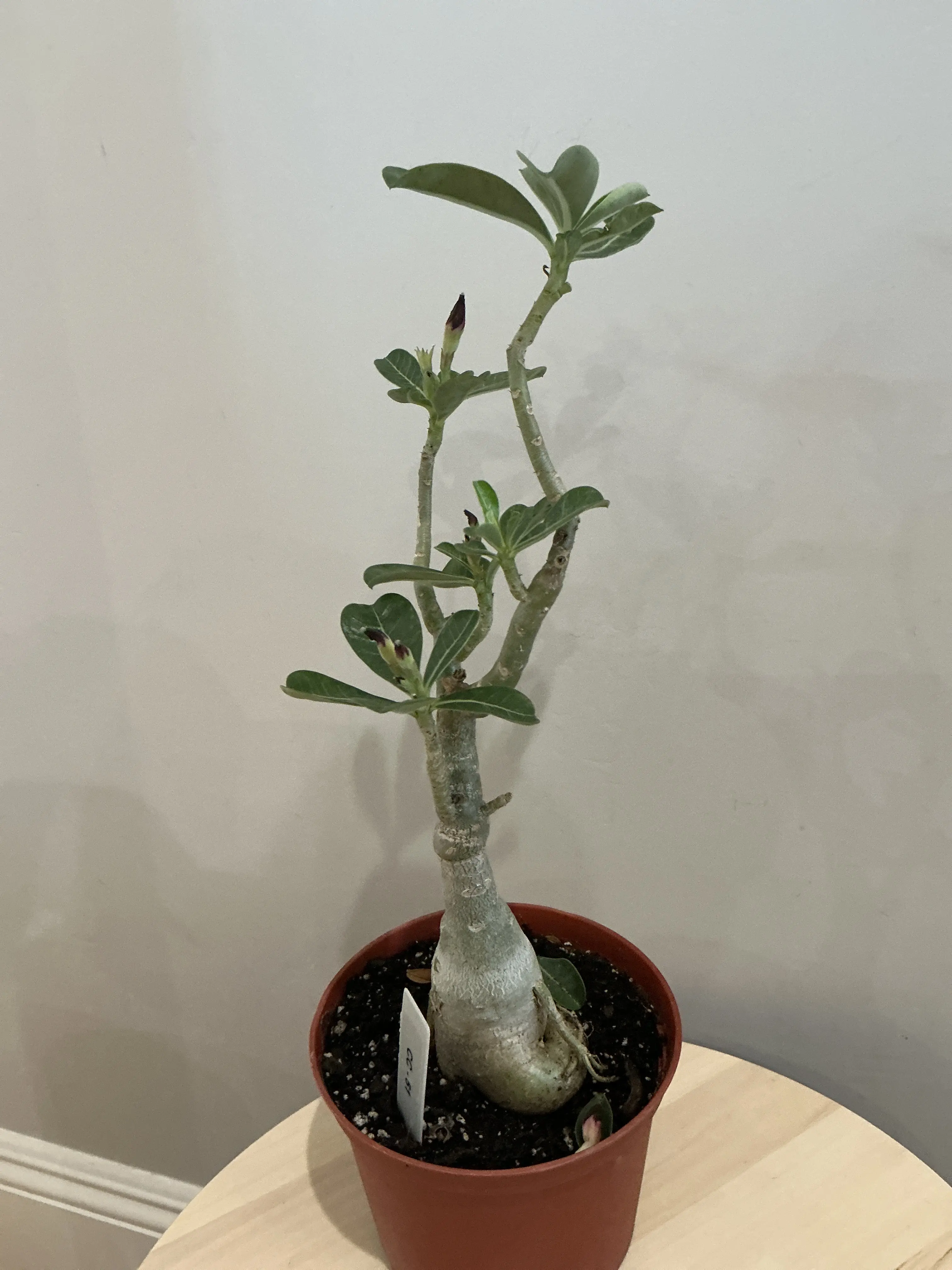 6’’ Adenium Obesum ‘Desert Rose’