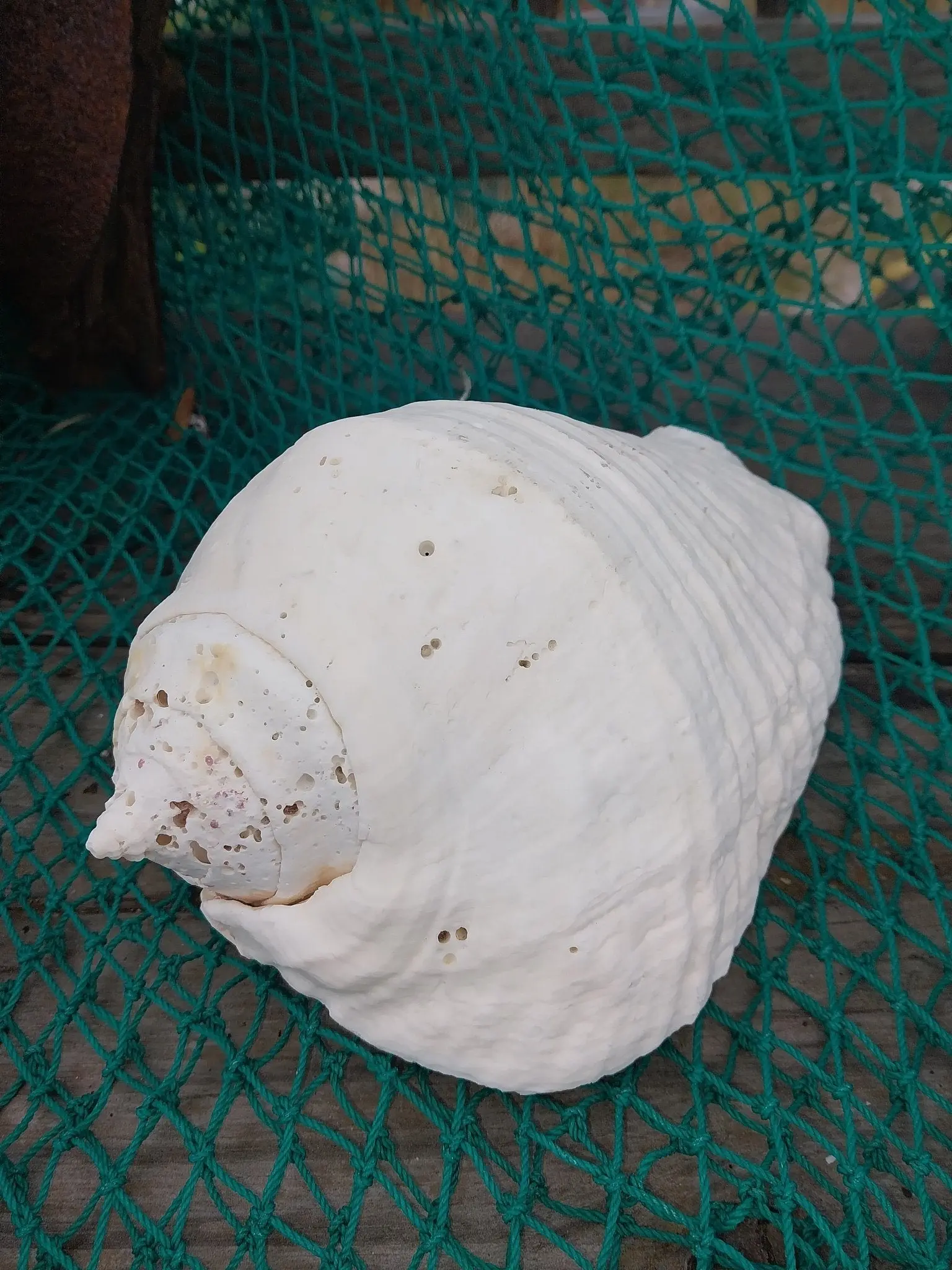 Titanostrombus Galeatus Eastern Pacific Giant Conch Shell