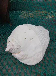 Titanostrombus Galeatus Eastern Pacific Giant Conch Shell