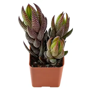 Real Live Succulent Plants Haworthia Succulents, Evergreen, Easy to Care, Difficult to Die, Long Lasting Live Succulent Plant for Indoor Outdoor Office Home Decor, Great Gift Idea for Housewarming