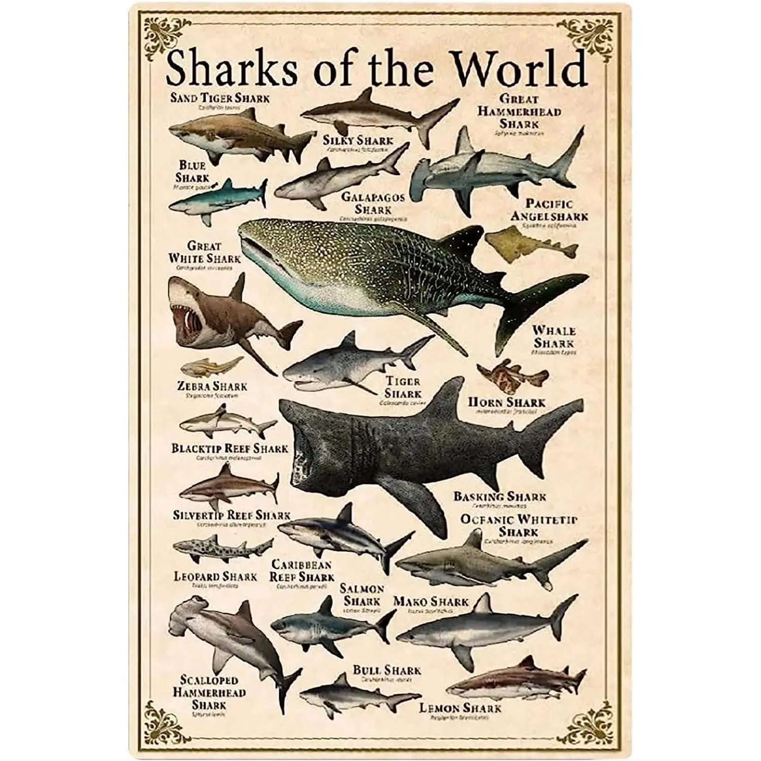 Sharks Of The World Metal Tin Signs Shark Types Knowledge Posters Shark Science Infographic Plaques Home Farmhouse Classrooms Children's Education Wall Decor Vintage Wall Decoration 5.5*8 inch
