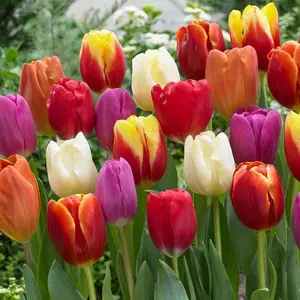 Family Garden Decoration  Rare Asiatic Lilies Seeds Mixed Perennial Lily Flower Bulbs for Vibrant Garden Blooms