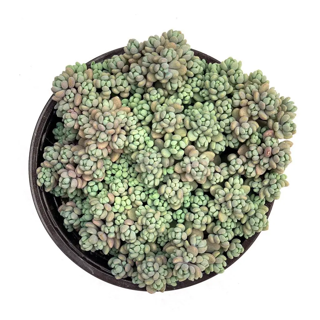 Sedum dasyphyllum 'Corsican Stonecrop'
