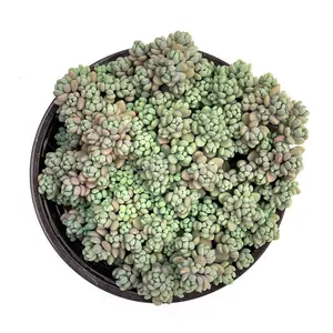 Sedum dasyphyllum 'Corsican Stonecrop'