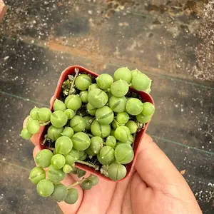 2” String of Pearls Plant - Indoor Plant for Home Garden