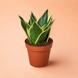 4" Snake Plant Black Gold - Indoor Live Plant, Sansevieria, Mother-in-Law's Tongue, Medium, Air Purifying, Beginner Friendly, Bright Light, Low Light