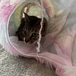 Product Review of Winter Warm Pet Bed, 2 in 1 Foldable Cat Tunnel Cat Bed, Warm Plush Cat Bed with Hanging Ball & Tunnel Buckle, Pet Supplies for Indoor Outdoor Use from S**e