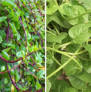 TomorrowSeeds - Red and Green Mix Malabar Spinach Seeds -  Basella Alba Rubra èš•èœ Pui Christmas Mix Giant Ceylon Asian Vegetable Seed for 2024