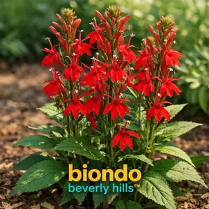 Red Flower Half Moon Seeds – Unique Flower Seeds for Garden, Easy Grow Decorative Plants