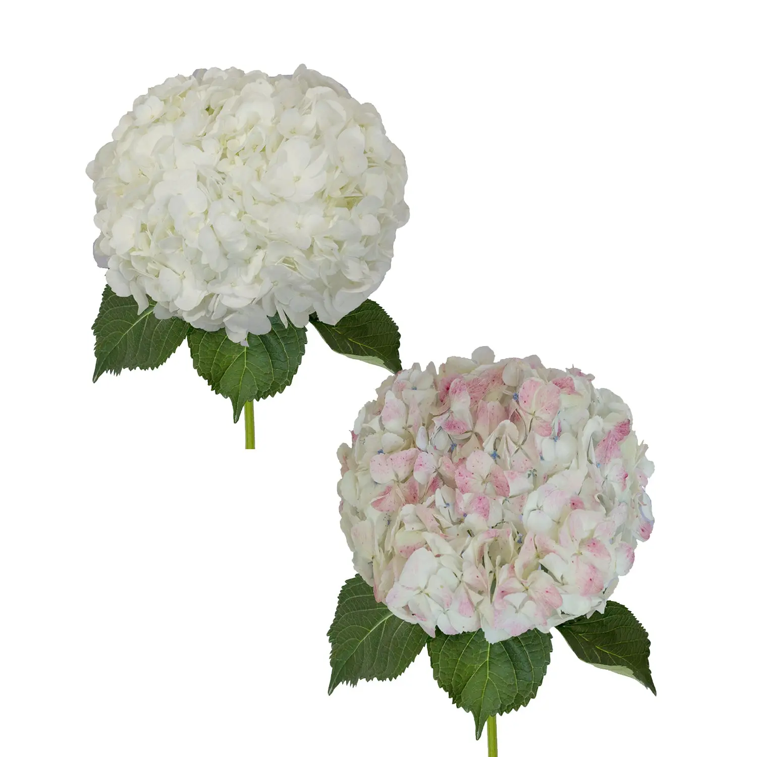 White and Antique Pink Jumbo Hydrangeas