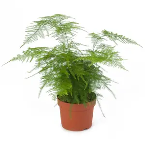 25 Asparagus Fern Seeds Asparagus Plumosus Nanus Climbing Fern