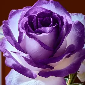 Rose Seeds - 200+ Seeds for Planting, Classic Garden Flower