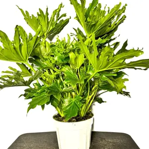 8" Philodendron 'Lickety Split', Approx 3 Foot Tall Low Light Tolerant Live Houseplant, Indoor Plant