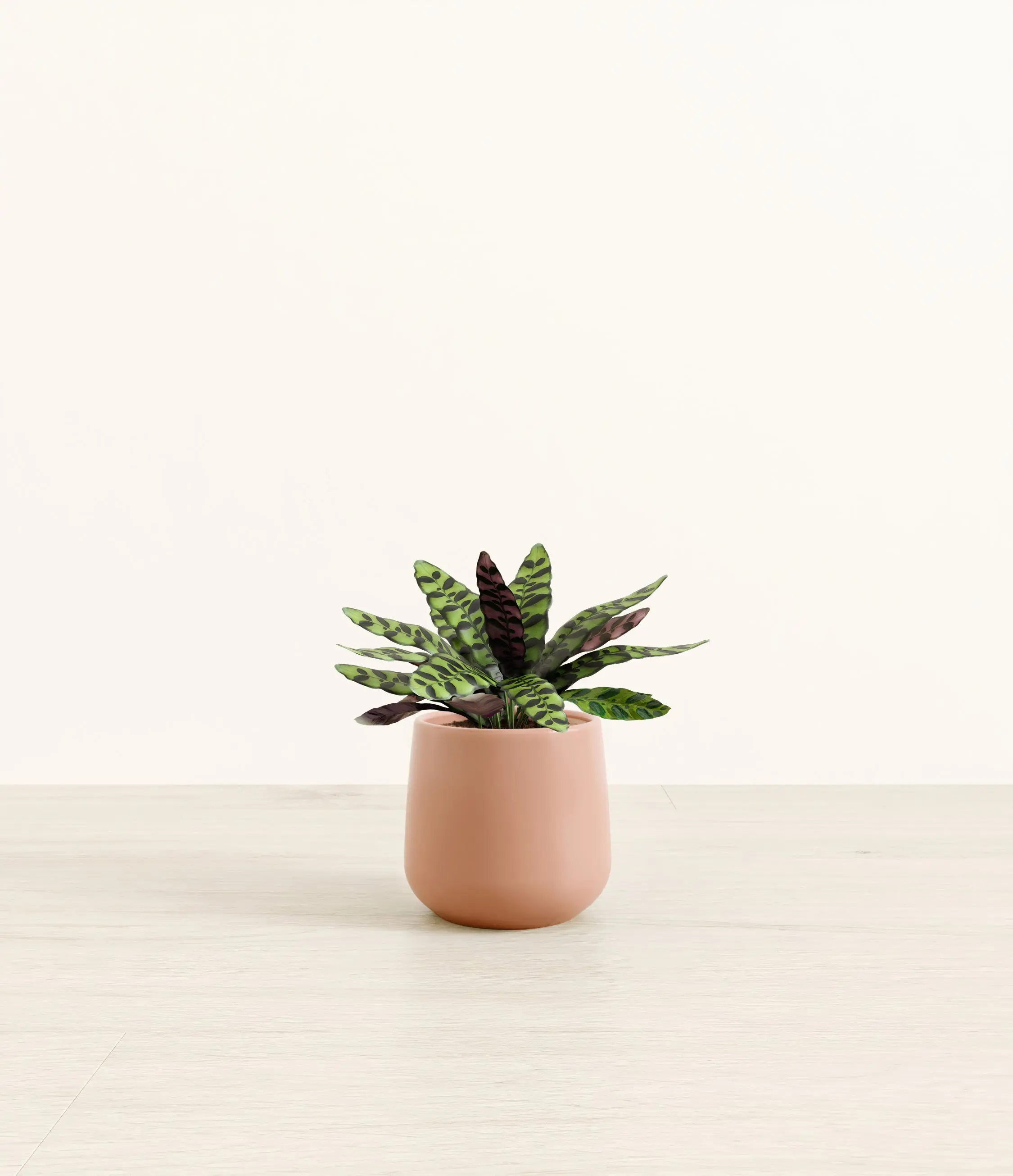 Rattlesnake Calathea