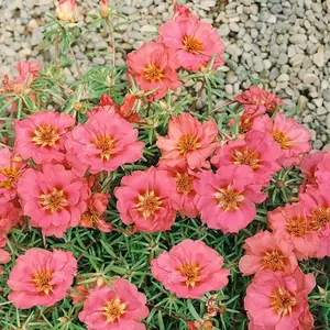 Pyrethrum Tanacetum Chrysanthemum Seeds - Pyrethrum Tanacetum Coccineum Garden Flower Seeds - Perennial Flower Seeds - 2000 Seeds