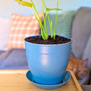 Rice Hull Planter- Long Lasting Biodegradable Planters