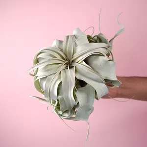 Tillandsia Xerographica - Large