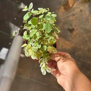 4 inch  Pot Hawaiian Snowbush Plant