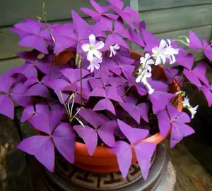 10 Bulbs Oxalis Triangularis Purple Shamrock Bulbs Lucky Lovely Flowers Bulbs for Planting